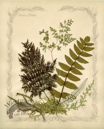 Jamaican Fern 01